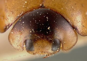 Media type: image;   Entomology 6695 Aspect: head dorsal view